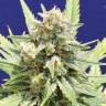 Wembley feminised Ganja Seeds