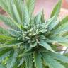 семена конопли в фирменной упаковке Auto Fresh Candy feminised Pyramid Seeds