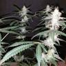 заказ семян конопли Спб Auto Diesel feminised Royal Queen
