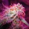 урожайные семена конопли Auto Black Jack feminised Sweet Seeds