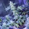 автоцветущие семена конопли Auto AK 47 feminised