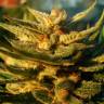 Wonder Skunk feminised Seedmakers Seeds