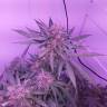 где можно заказать семена конопли Purple Kush feminised Kannabia Seeds