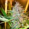 семена конопли Москва Purple Kush feminised Kannabia Seeds
