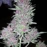 семена конопли индика Purple Kush feminised Kannabia Seeds