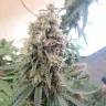 семена индийской конопли Master Kush regular Nirvana Seeds