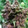 заказ семян конопли Москва Auto Bloody Skunk feminised Sweet Seeds