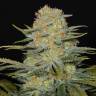 заказать качественные семена конопли Auto Dolche Cheese feminised