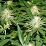 Семена конопли White Lavender feminised Ganja Seeds