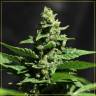 семена конопли для посадки купить Auto Green-O-Matic feminised Green House Seeds