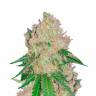 Семена кактуса Auto Royal Gorilla feminised Ganja Seeds