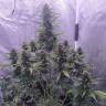 купить с доставкой Auto White Widow feminised Ganja Seeds