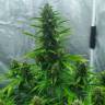 Семена конопли Auto White Widow feminised Ganja Seeds