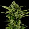 семена конопли в фирменной упаковке Auto Big Bang feminised Green House Seeds