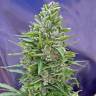 Auto Mix feminised RuSeeds