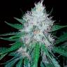 Семена ганжы Auto Royal Creamatic feminised Ganja Seeds купить