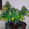 Семена ганжы Auto Royal Creamatic feminised Ganja Seeds недорого