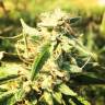 семена конопли автоцвет Auto Titan regular