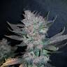 семена конопли недорого Auto Dark Devil feminised