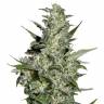 семена конопли интернет магазин Auto Super Critical feminised Green House Seeds