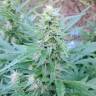 Auto Guerrilla feminised RuSeeds