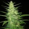 Auto Guerrilla feminised RuSeeds