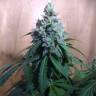 заказ семян конопли Auto Nefertiti feminised Pyramid Seeds