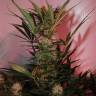 семена конопли автоцвет Auto Cream Mandarine XL feminised Sweet Seeds