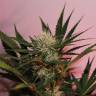 хорошие семена конопли Auto Cream Mandarine XL feminised Sweet Seeds