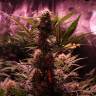 семена конопли курьером Auto Cream Mandarine XL feminised Sweet Seeds