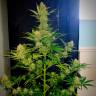Семена марихуаны Auto Glueberry O.G. feminised Ganja Seeds