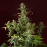 Auto Jack 47 feminised RuSeeds