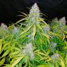 Качественные семена марихуаны Auto Snow Queen feminised Ganja Seeds