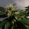 семена конопли автоцвет Auto White Dwarf regular
