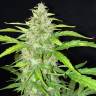 заказать на сайте семена конопли Auto Kalashnikova feminised Green House Seeds
