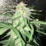 Auto Lemon Sativa feminised RuSeeds
