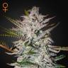 семена конопли наложенным платежом Holy Punch feminised Green House Seeds
