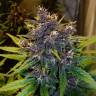 семена конопли курьером Auto Devil Cream feminised Sweet Seeds