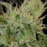элитные сорта конопли San Fernando Lemon Kush feminised