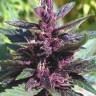 элитные сорта конопли Purple Kush feminised