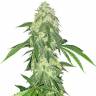 где можно заказать семена конопли Auto Northern Lights feminised Green House Seeds