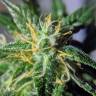 Auto Pineapple feminised RuSeeds Auto Pineapple feminised RuSeeds