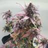 семена культурной конопли купить Auto Black Haze feminised Exotic Seed