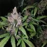 семена конопли индика Auto Black Haze feminised Exotic Seed
