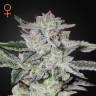 семена конопли курьером Sweet Valley Kush feminised Green House Seeds