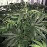 семена конопли Россия Sweet Valley Kush feminised Green House Seeds