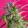 Семена марихуаны Indigo Berry Kush feminised Ganja Seeds оптом