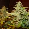 Auto Afghani Skunk feminised RuSeeds