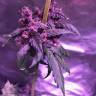 семена конопли для курения Auto Black Lemon feminised Exotic Seed