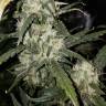 семена конопли автоцвет Auto Green Poison feminised Sweet Seeds